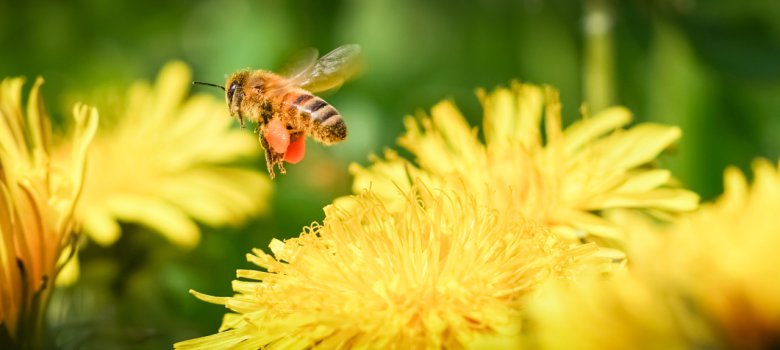 Biene mit befüllten Pollentaschen fliegt Löwenzahnblüte an Biene im Flug mit Blüten