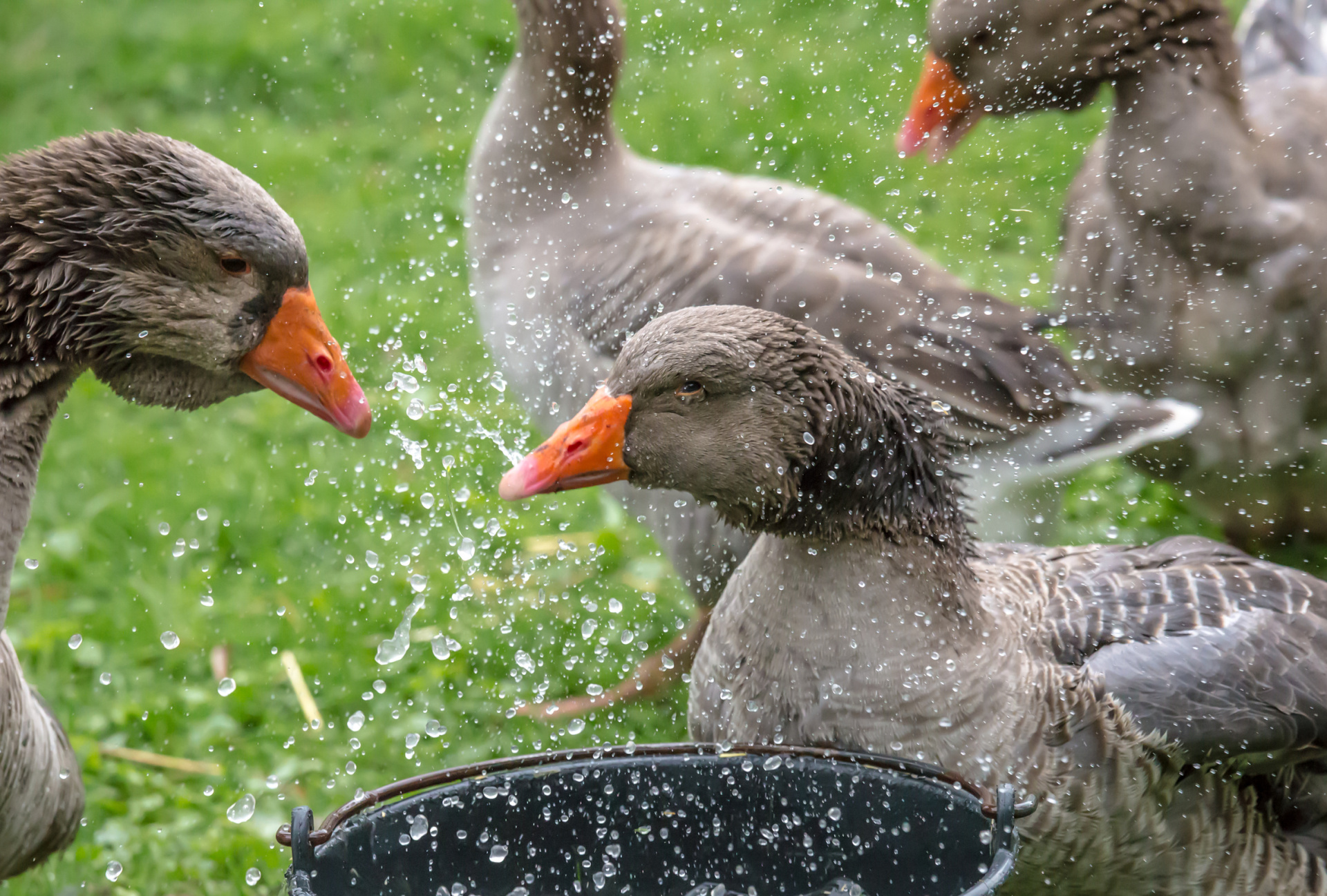 Toulouser Gänse spritzen mit Wasser Gänse mit Wasser