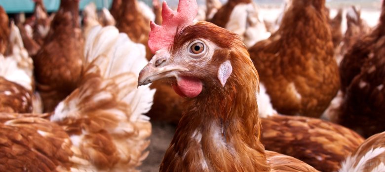 Legehennen Biotierhaltung Braunes Huhn