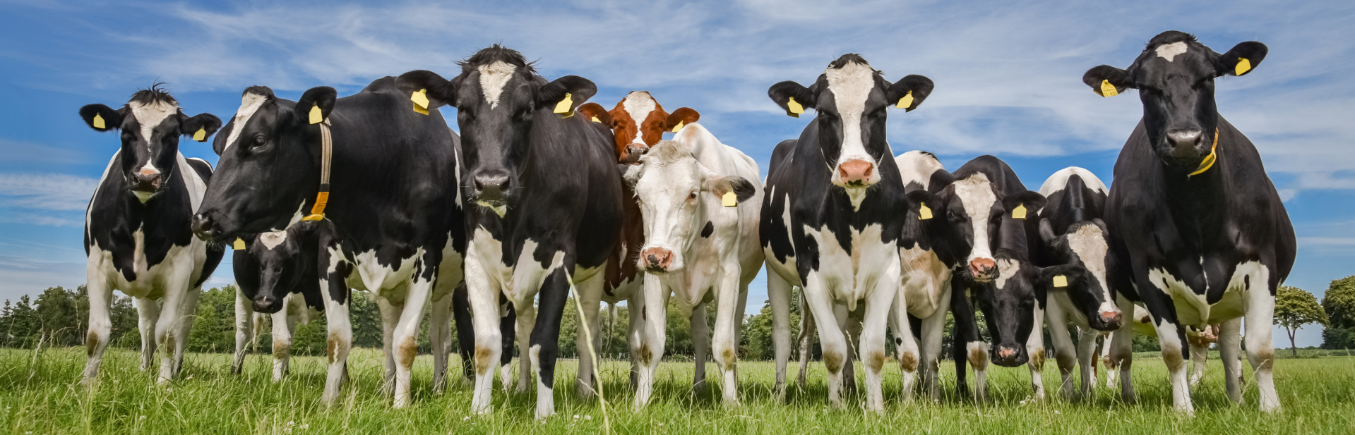 Eine neugierige Herde Kühe auf der Wiese neugierige Kühe