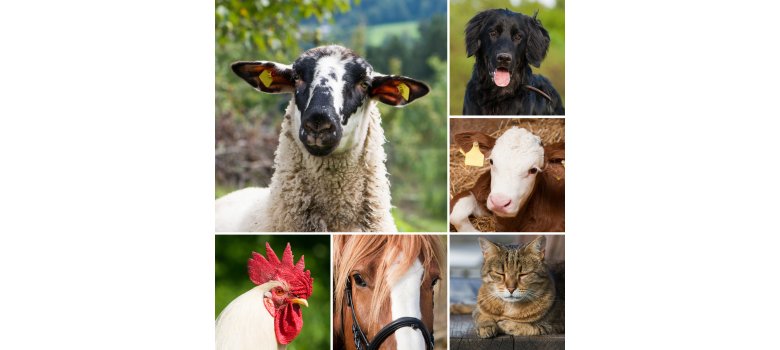 Tiere am Bauernhof verschiedene Tier vom Bauernhof