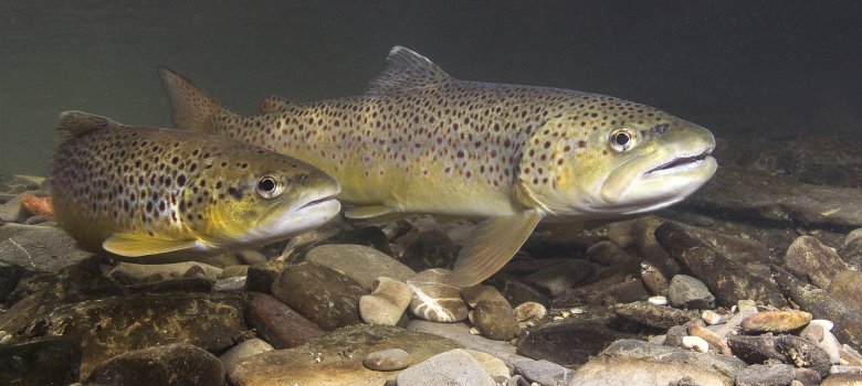 Forellen im Bach Unterwasseraufnahme von Forellen