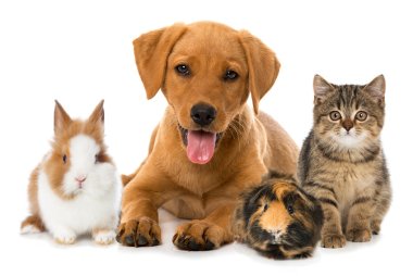 Haustiere Hund, Katze, Kaninchen und Meerschwein