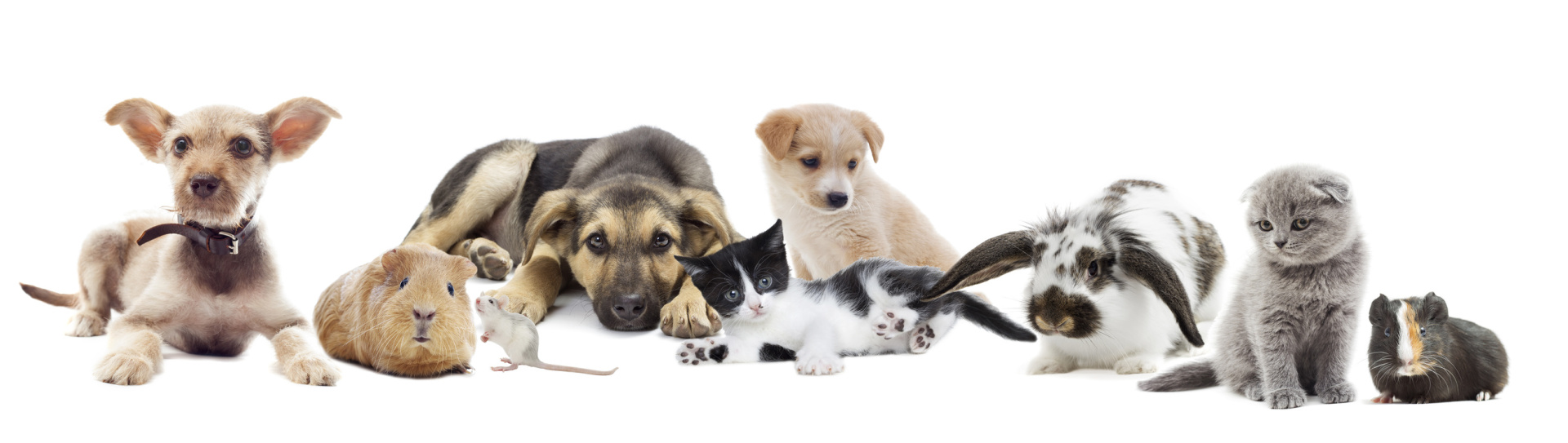 Heimtiere Welpen, Kitten und andere Heimtiere