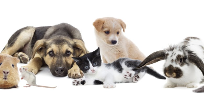 Heimtiere Welpen, Kitten und andere Heimtiere