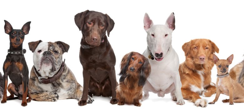 verschiedene Hunde