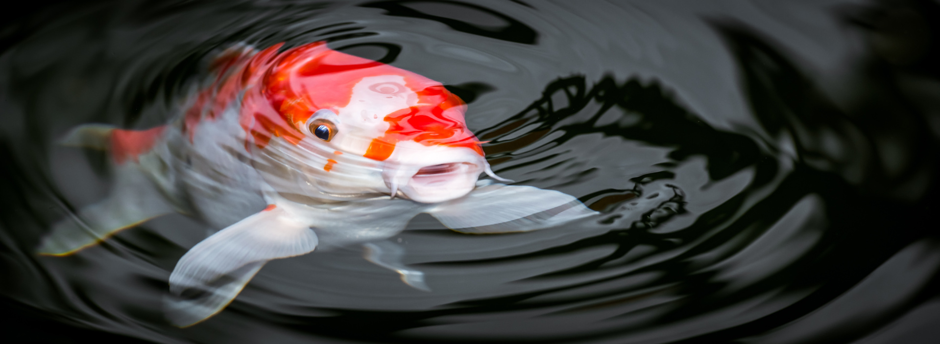 Koi im Koiteich Koi an der Wasseroberfläche