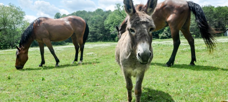 Donkey and Horses Grazing in Meadow Esel und Pferde auf Weide