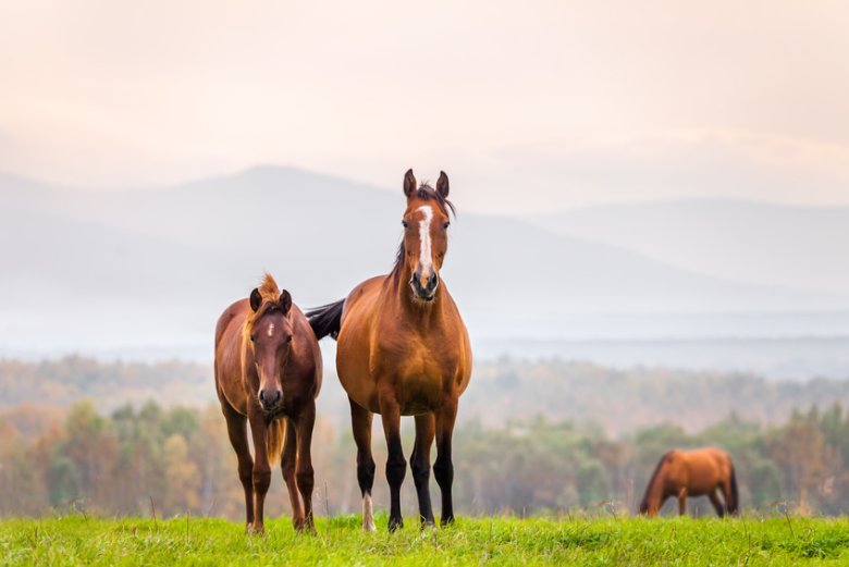 Mare and foal in a meadow zwei Pferde auf Wiese
