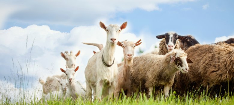 Flock of sheep and goat on pasture in nature Schafe und Ziegen