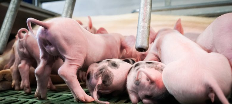 Kleine Ferkel im modernen Abferkelstall beim Säugen, von hinten kleine Schwene beim Trinken