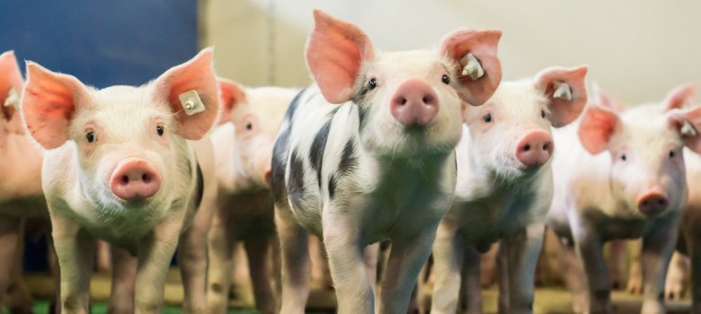 Neugierig blickende Ferkel in einem modernen Aufzuchtstall mehrere neugierige junge Schweine