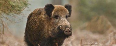 Wildschwein im Wald wildes Schwein in Natur