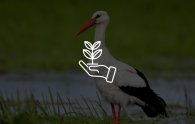 GeoPortal Natur erleben Bild eines Storchs im Feld. Mit Icon und Link, welche im GeoPortal das Thema "Natur erleben" öffnet.
