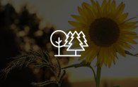 GeoPortal Thema Umwelt Bild einer Sonnenblume im Feld mit Icon und Link, welche im GeoPortal das Thema "Umwelt" öffnet.
