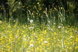 53_5_Allergien Eine Wiese