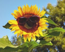 53_5_UV-Schutz Eine Sonnenblume