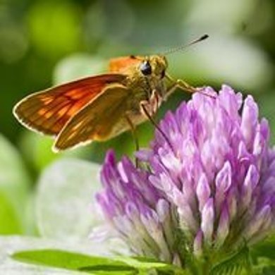 Nahaufnahme eines Schmetterlings, welcher auf einer violetten Blüte sitzt