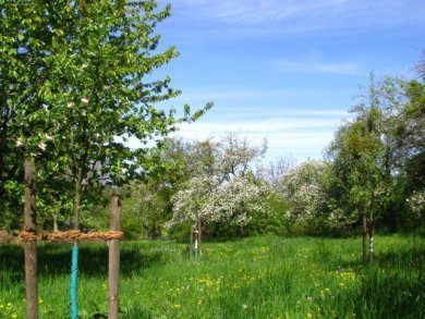 Geschützte Landschaft junger Bäume Grüne Wiese mit hohem Gras, auf der junge gepflanzte Bäume stehen, die zum teil weiße Blüten tragen. Um die Bäume befinden sich Holzpfähle, die mit einem Strick an den Stamm des Baumes befestigt sind.