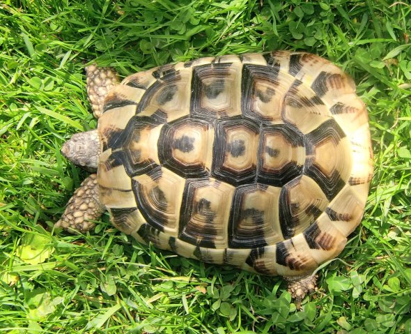 Eine Schildkröte von oben fotografiert, die im Gras liegt 