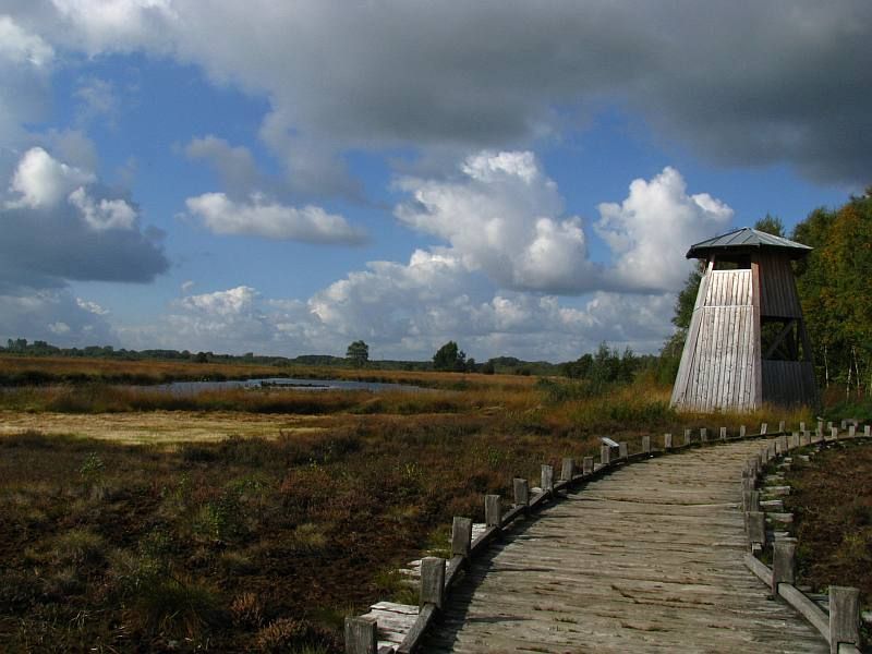 Landschaft des Hiller Moors ist zu erkennen. rechts auf dem Bild ist ein Holzsteg, der über die Fläche führt und am Ende des Wegs ist ein hölzerner Aussichtsturm zu sehen.