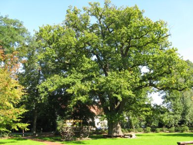 Naturdenkmal alter Baum Ein großer, alter Baum mit üppiger grüner Baumkrone. Unter dem Baum steht ein alter Holzanhänger, der mit Blumen bepflanzt ist. Um den Stamm des Baumes ist eine Sitzbank.