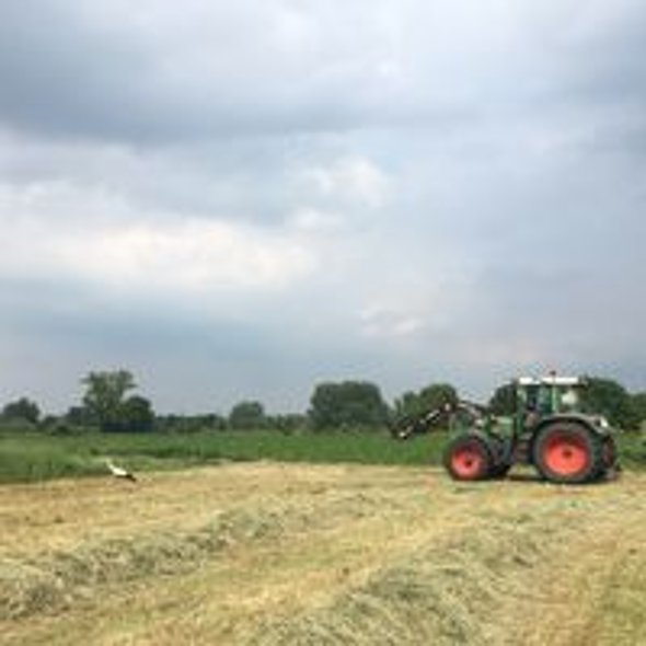 Trecker auf einem Feld. Im Vordergrund ist gewendetes Heu in reihen liegend zu sehen. Auf dem Feld befindet sich ein Storch.