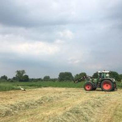 Kreiskulturlandschaftsprogramm Trecker auf einem Feld. Im Vordergrund ist gewendetes Heu in reihen liegend zu sehen. Auf dem Feld befindet sich ein Storch.