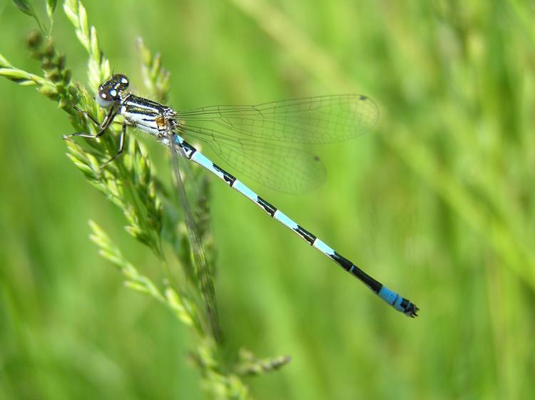 Blaue Libelle Blau gemusterte Libelle, die an einem Grashalm sitzt