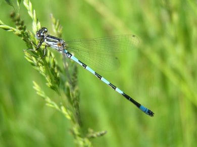 Blaue Libelle Blau gemusterte Libelle, die an einem Grashalm sitzt