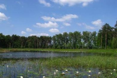 See mit grünem Bewuchs, und wenigen Seerosen. Im Hintergrund und neben dem See sind Bäume