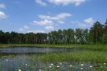 See mit grünem Bewuchs, und wenigen Seerosen. Im Hintergrund und neben dem See sind Bäume 
