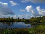 Naturschutzgebiet Ein Tümpel umgeben von viel Grün, Sträuchern und Bäumen