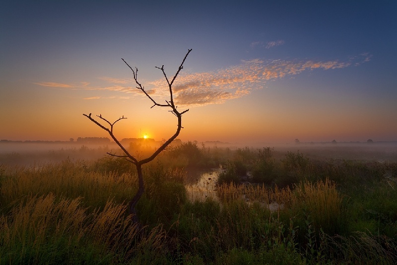 Gebiet mit hohem Gras und einem kleinen Wasserverlauf bei Sonnenaufgang. In der Bildmitte inmitten der Gräser steht ein trockener kleiner Baum mit zwei ragenden Ästen.