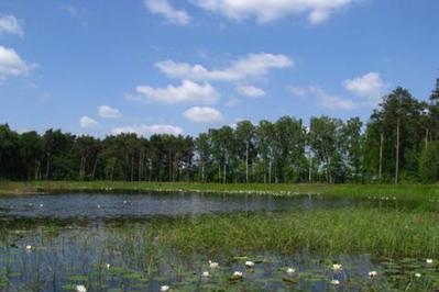 See mit grünem Bewuchs, und wenigen Seerosen. Im Hintergrund und neben dem See sind Bäume
