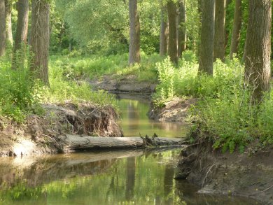 Gewässerausbau Schlängelnder Bach in der Bildmitte, umgeben von einem lichten Wald. Mehrere Baumstämme liegen an verschiedenen Stellen im Bach.