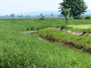 Grüne Wiesenlandschaft mit einem kleinen Bach