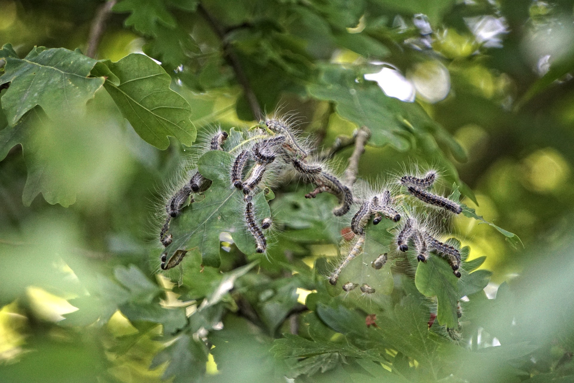 Eichenprozessionsspinner Nest mit vielen langhaarigen Raupen